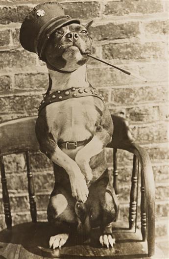 (HOLY SMOKE!) A selection of 27 photographs of people and animals smoking from glamorous flappers to pipe-smoking canines.